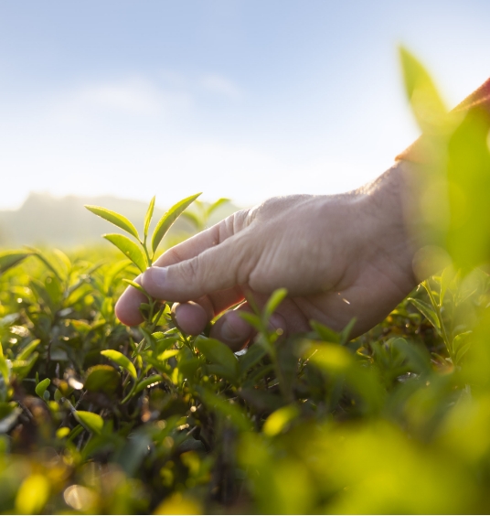 Farming